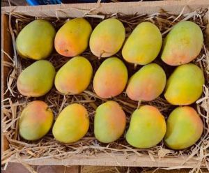 FRESH ALPHANSO MANGOES FROM RATNAGIRI , INDIA