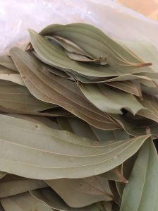 Bay Leaf