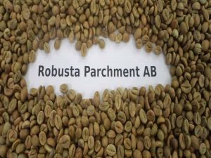 Robusta Parchment AB Coffee Beans