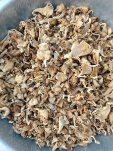 Dry Oyster Mushroom