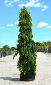 Ashoka Pendula Plant