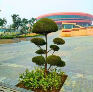 Casuarina Topiary Plants