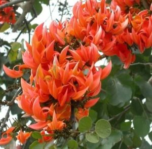 Palash Flower Plant