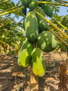 Taiwan Red Lady 786 Papaya Seeds