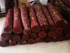 Red sandalwood