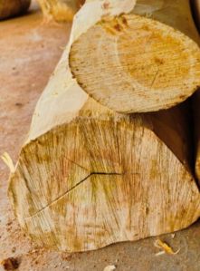 white sandalwood