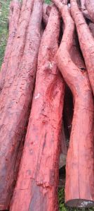 red sandalwood
