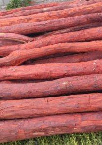 red sandalwood