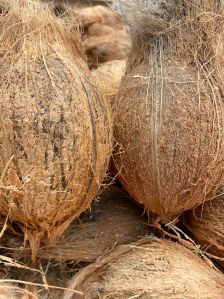 Semi Husked Coconuts