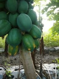 Fresh Green Papaya