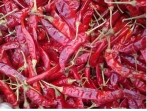 Dry Red Chilli