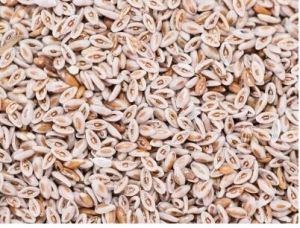 Psyllium Seeds