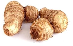 Colocasia Root