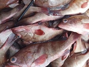 Reef Cod Whole Round Fish