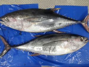 Yellowfin Tuna Whole Round