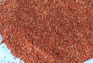 Finger Millet (Ragi)