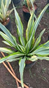 Agave Plant