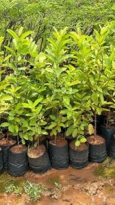 Allahabad Safeda Guava Plant