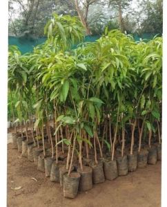 Amrapali Mango Plant