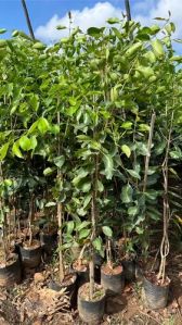 Badolia Jamun Plant