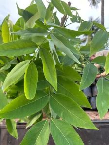 Cassia Fistula Plant