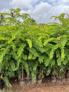 Cassia Semia Plant