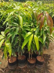 Dasheri Mango Plant