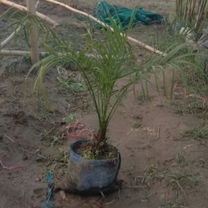 Date Palm Fruit Plant