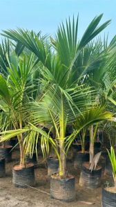 Desavali Coconut Plant