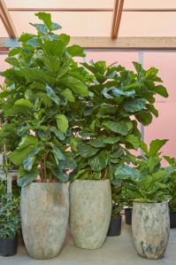 Ficus Lyrata Plant