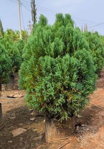 Golden Thuja Plant