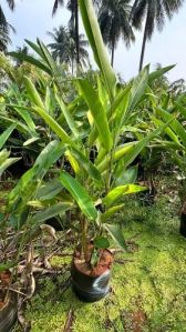 Heliconia Rostrata Plant