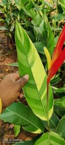 Heliconia Variegated Plant