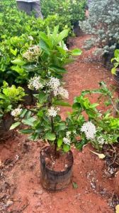 Ixora Flowering Plant