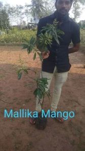 Malika Mango Plant