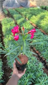 Mini Kariveru Flowering Plant