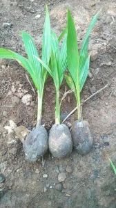 Naked Coconut Plant