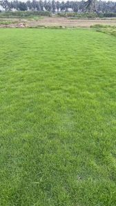 Natural Mexican Lawn Grass