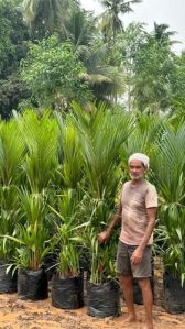 Red Palm Plant