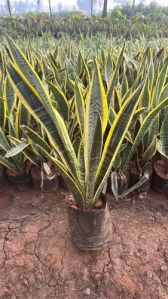 Sansevieria Trifasciata Snake Plant