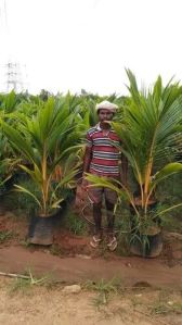 Silon Coconut Plant