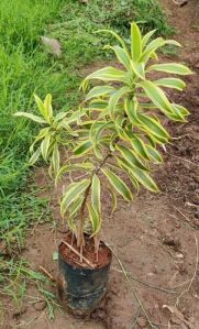 Song Of India Plant