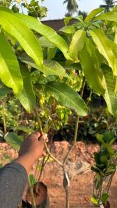 Thai Katimon Mango Plant