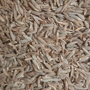 Cumin Seed