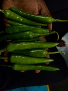 Fresh Green Chilli