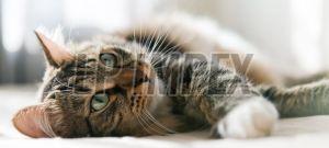 Cat Litter Bentonite Powder
