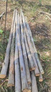 Eucalyptus Poles