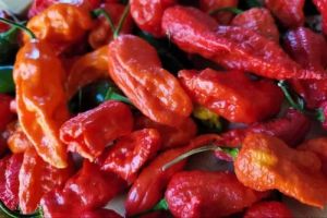 Dry Red King Chilli