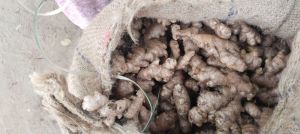 Fresh Ginger