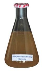 NOP Phosphate Solubilizing Bacteria Liquid